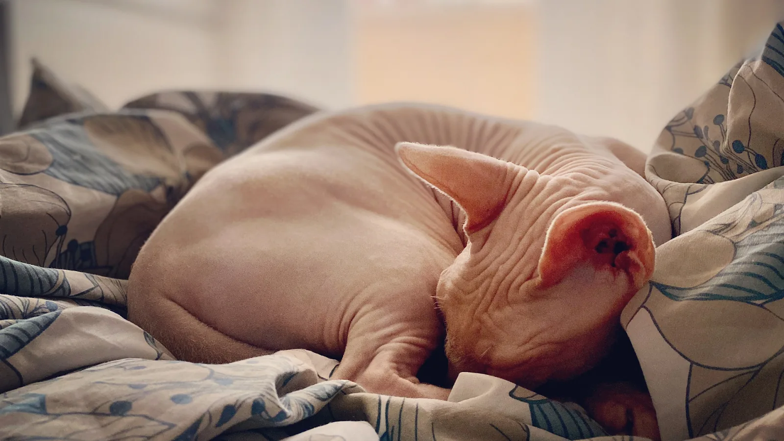 pet care information Malaysia