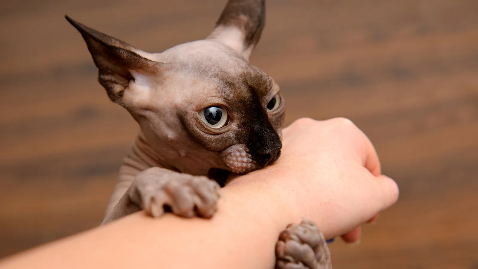 pet care information Malaysia