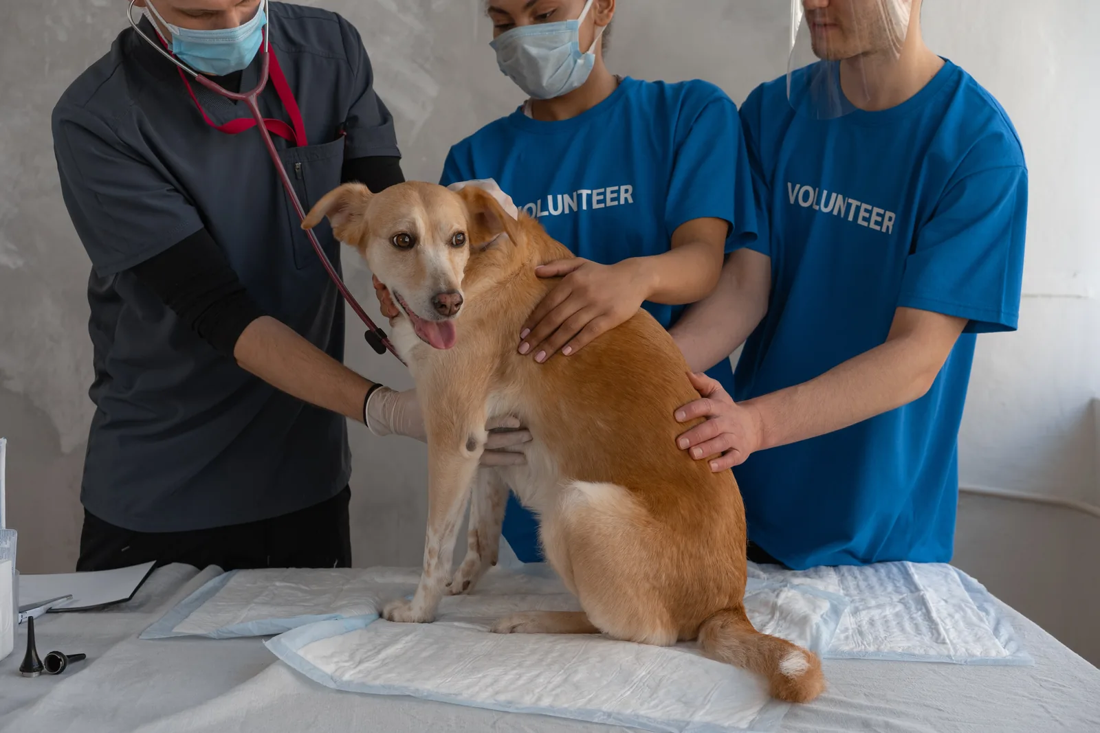 pet care information Malaysia