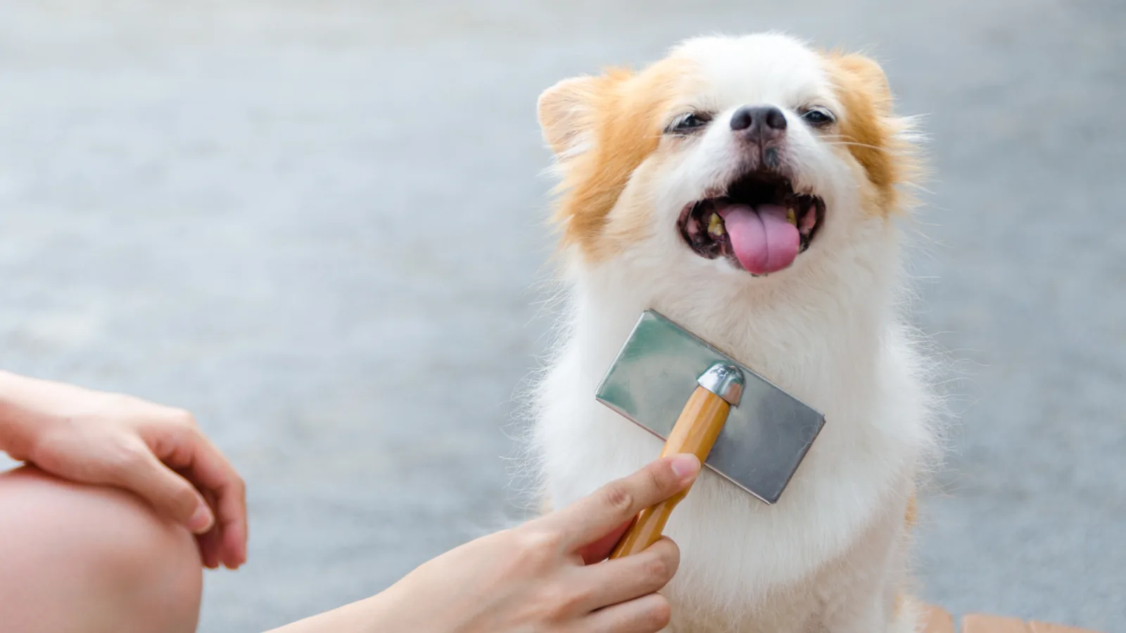 pet care information Malaysia