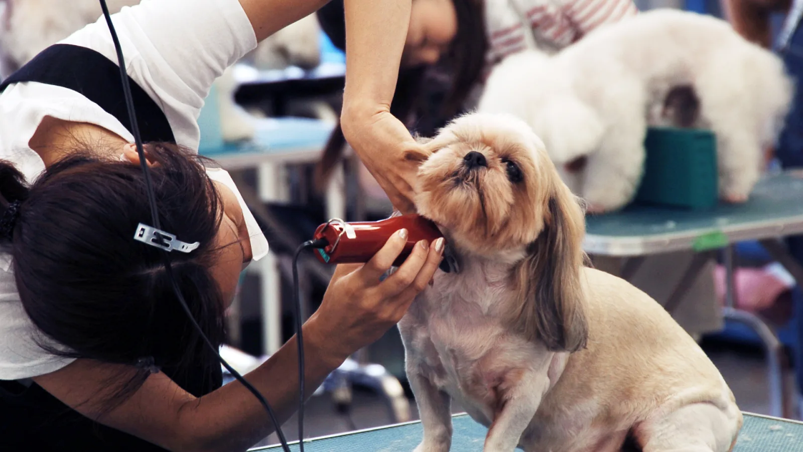 pet care information Malaysia