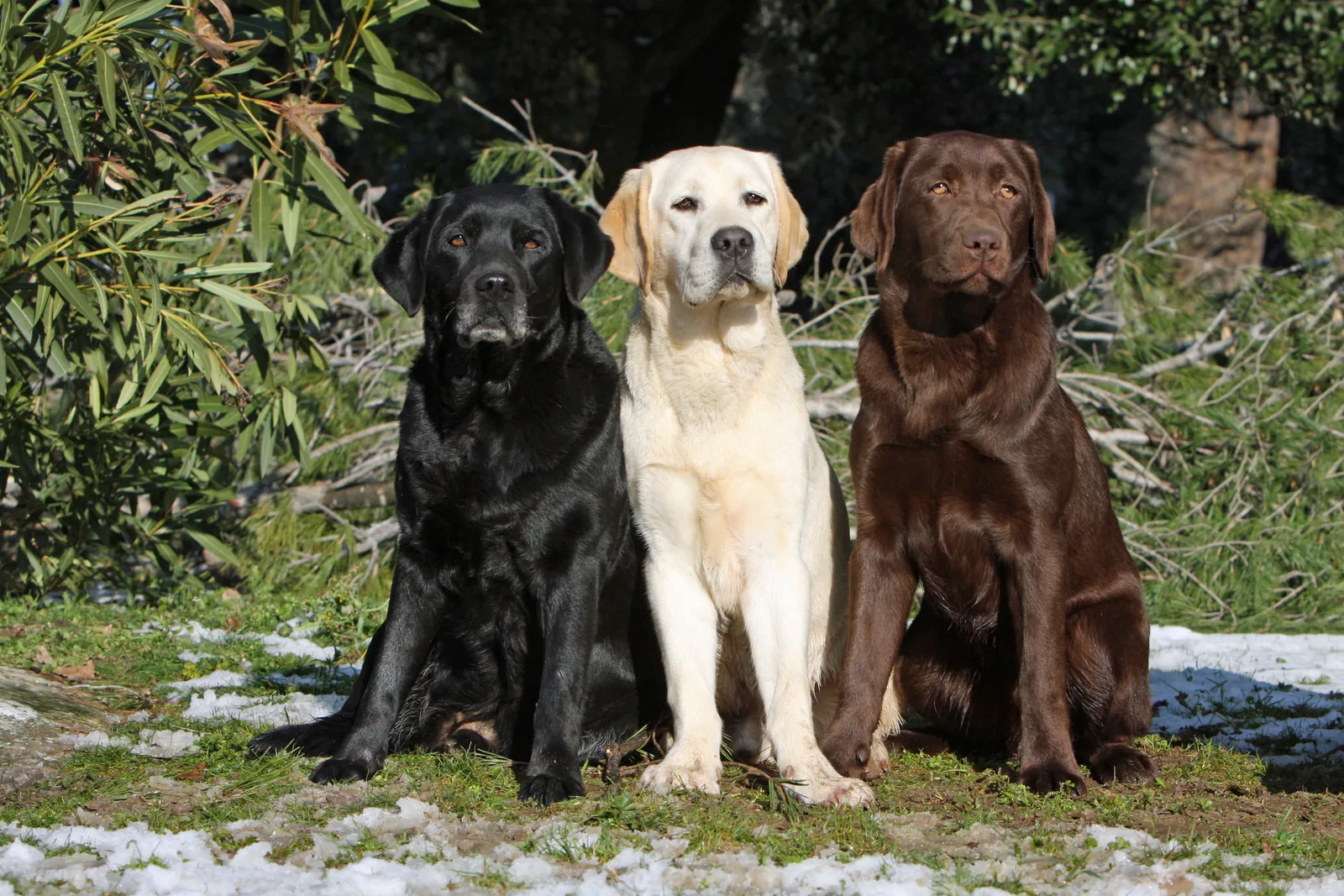 Labrador Retriever | Breed info and advice | zooplus Magazine