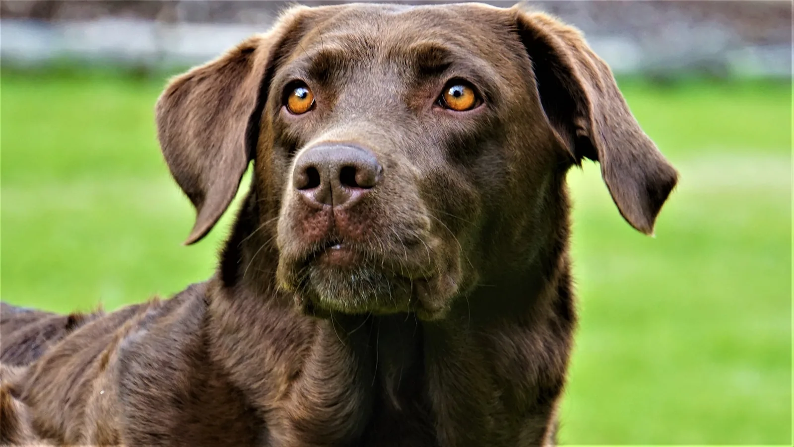 Salmon oil, probiotics and multivitamins for pets