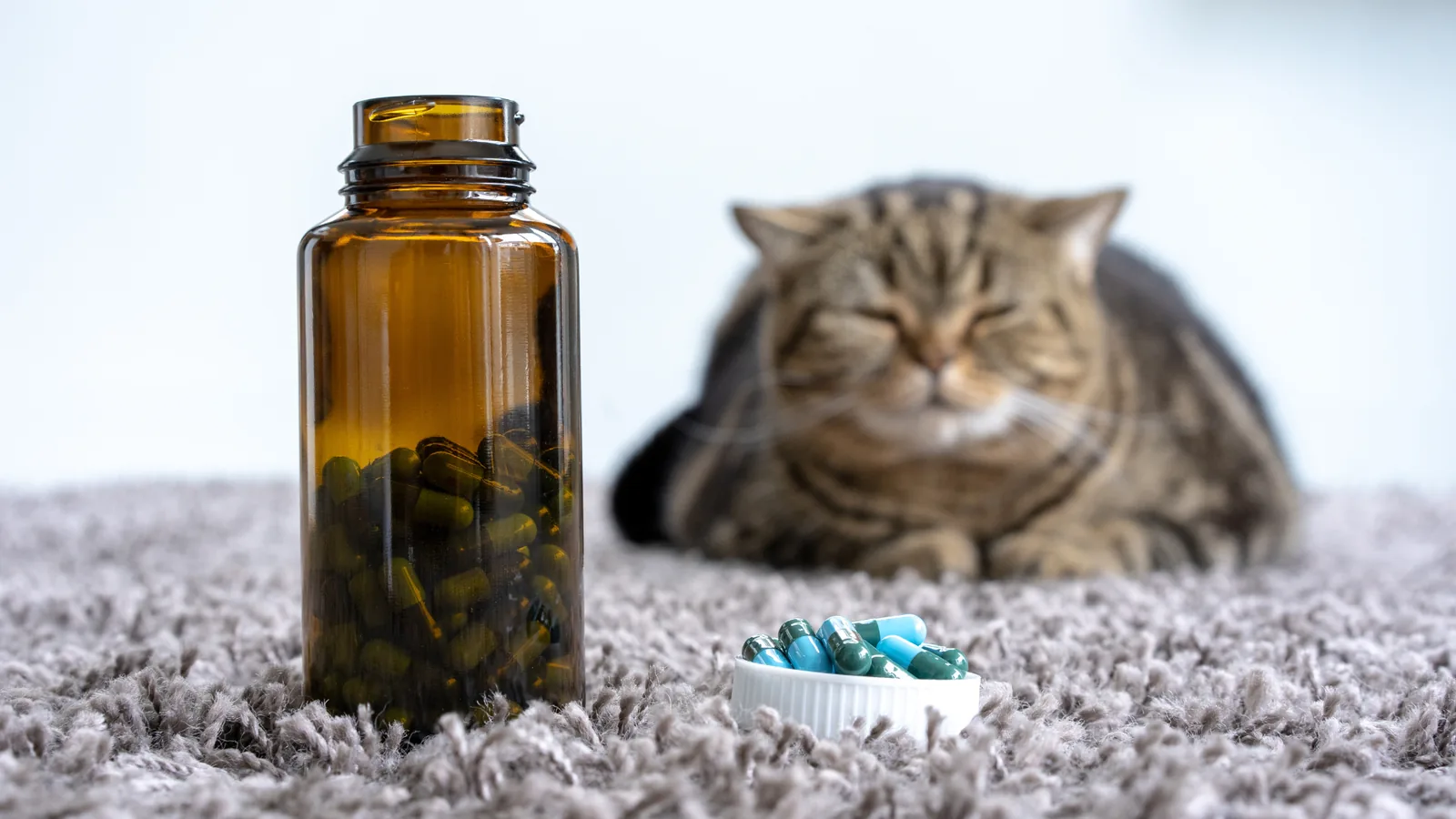 supplements for dogs and cats