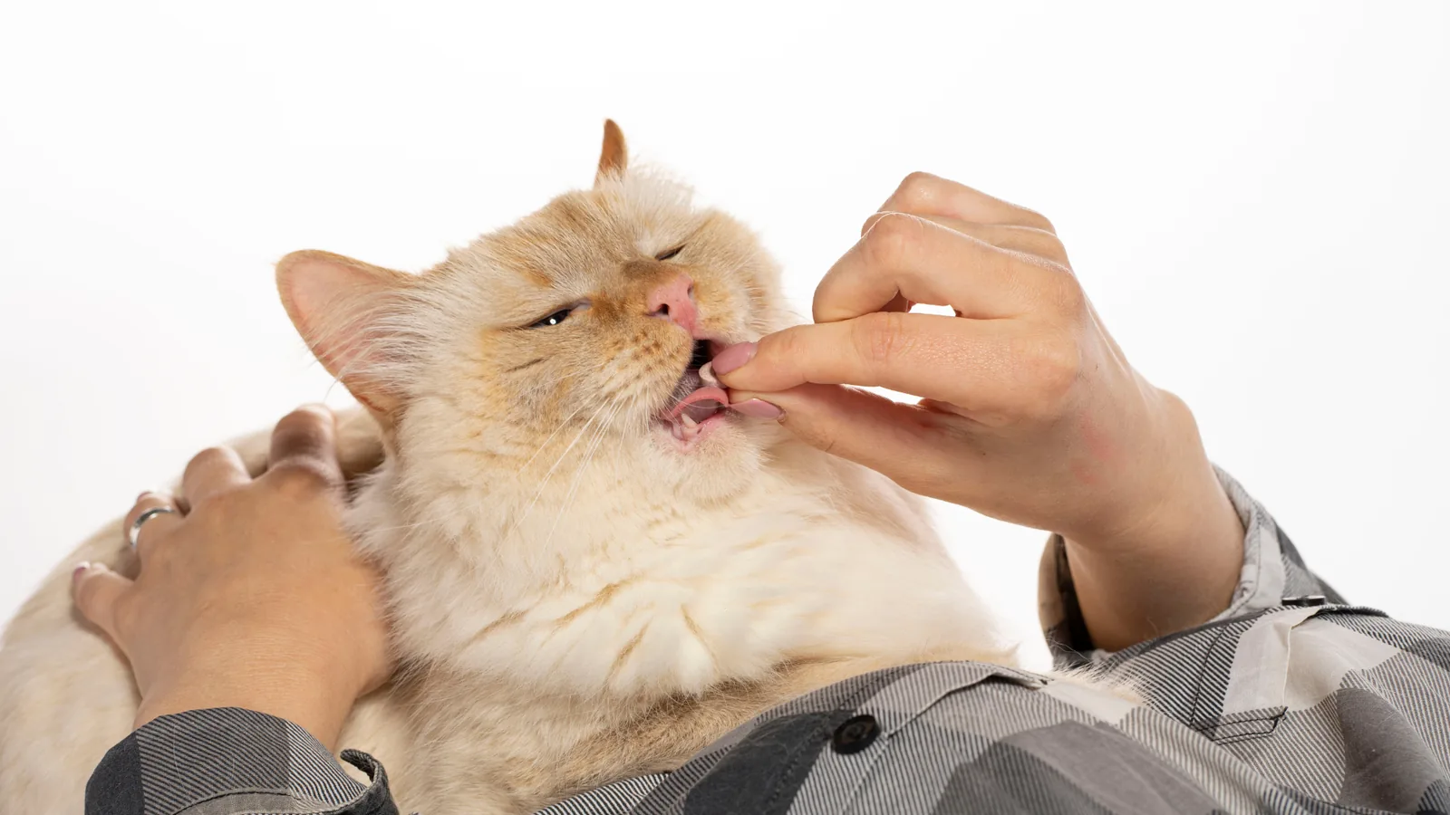 Supplements for pets