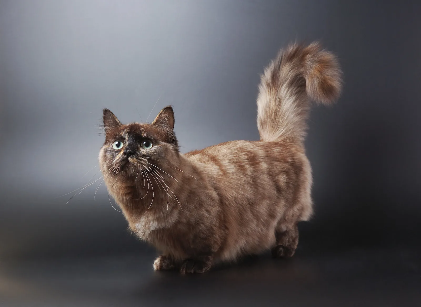 all about munchkin cats