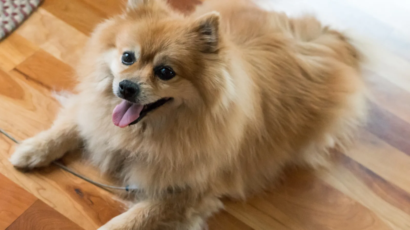 How to train Pomeranians