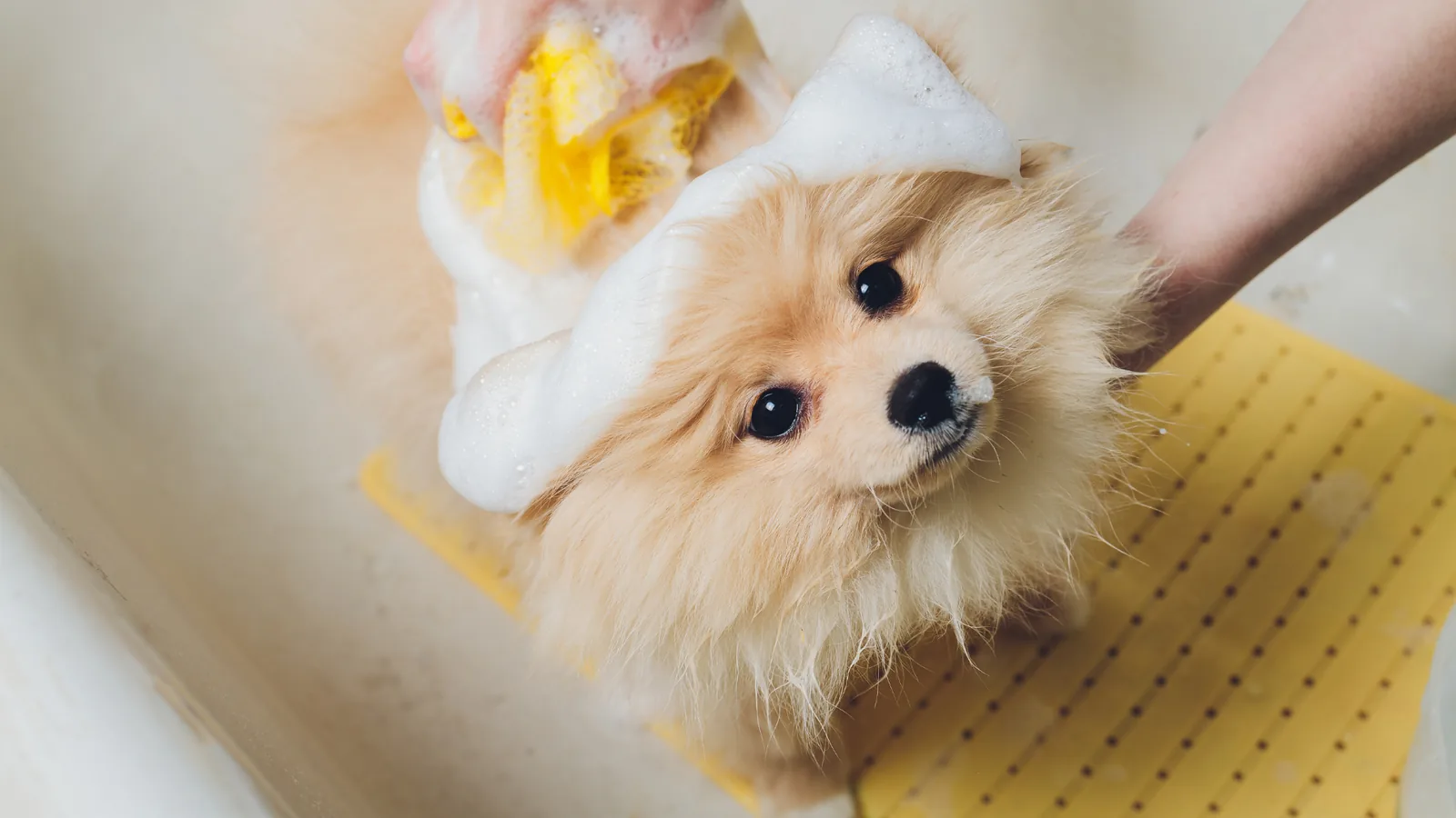 Bathing a Pomeranian