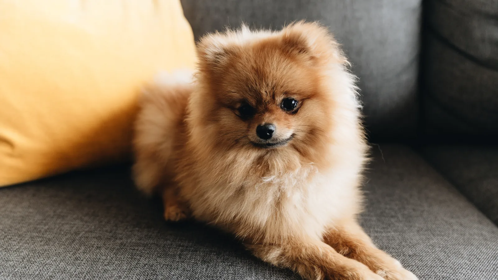 do pomeranians shed?