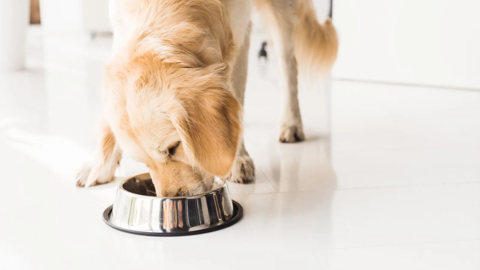 Food for golden retriever