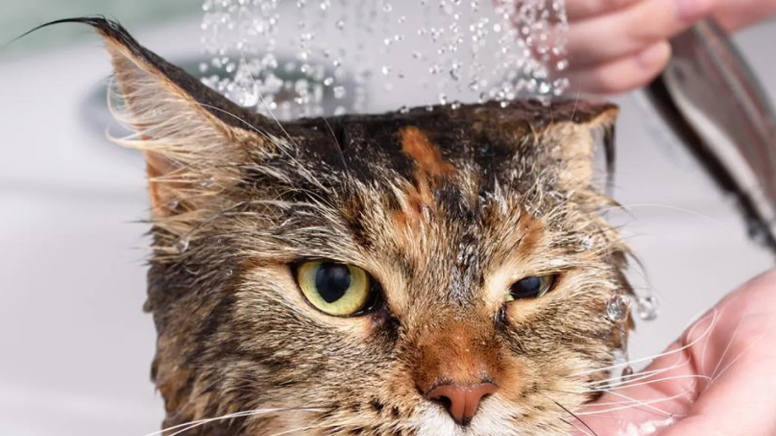Amount of times you should bathe your cats