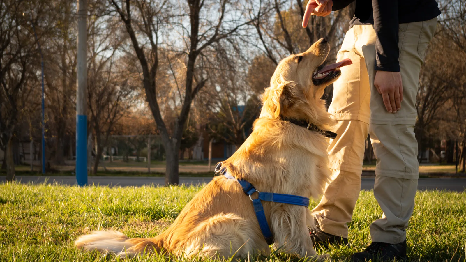 Golden retriever guide Malaysia