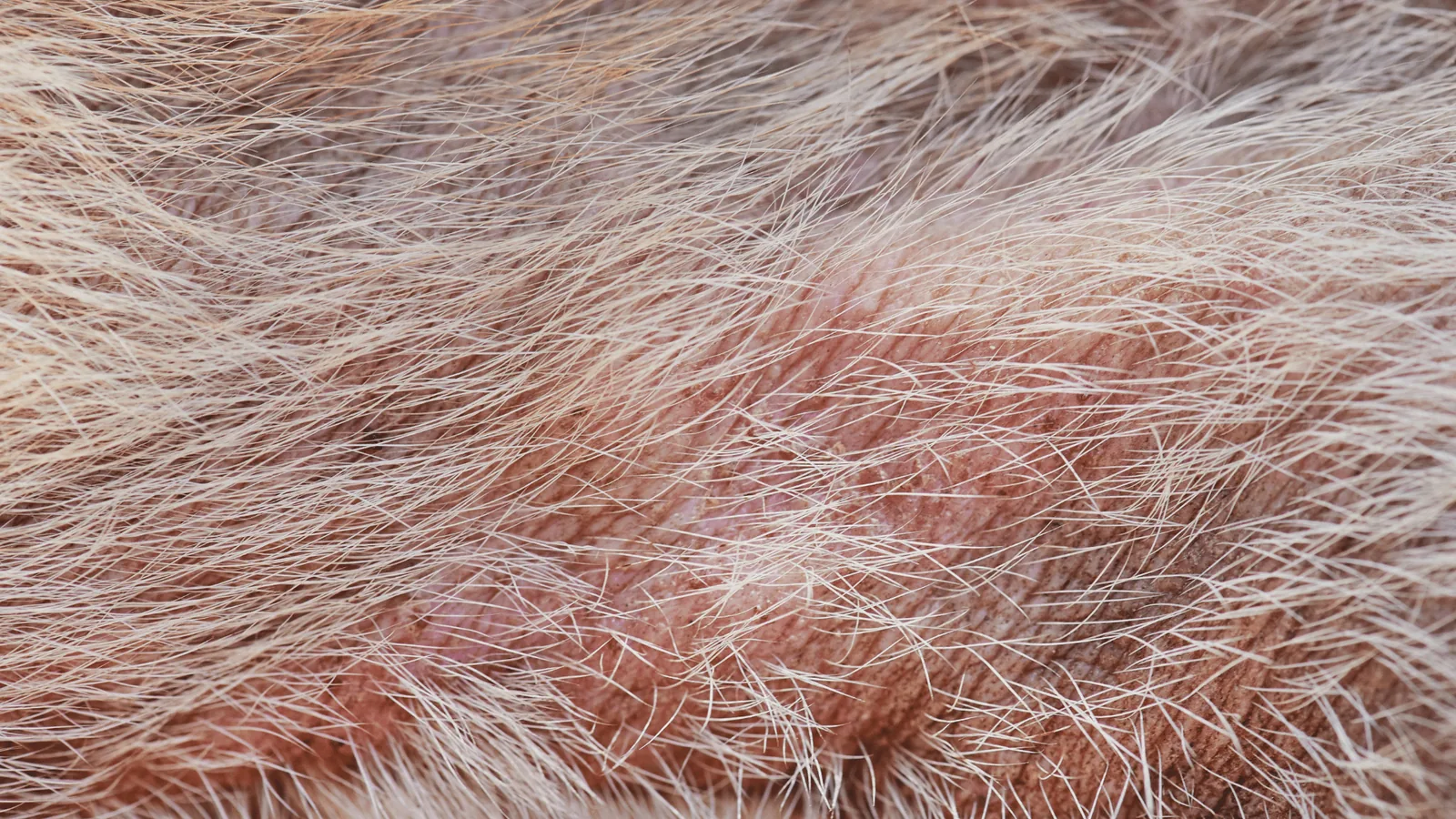 Skin conditions in golden retriever