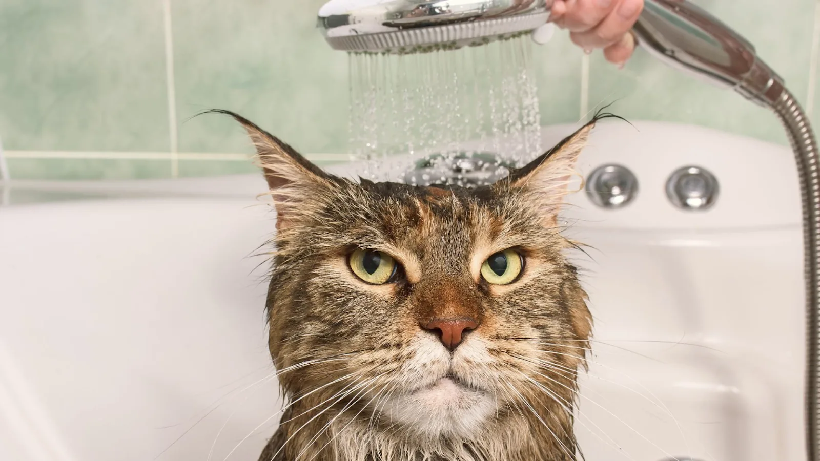 Bathing cats that hate water