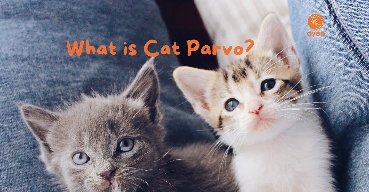 Oyen blog posts