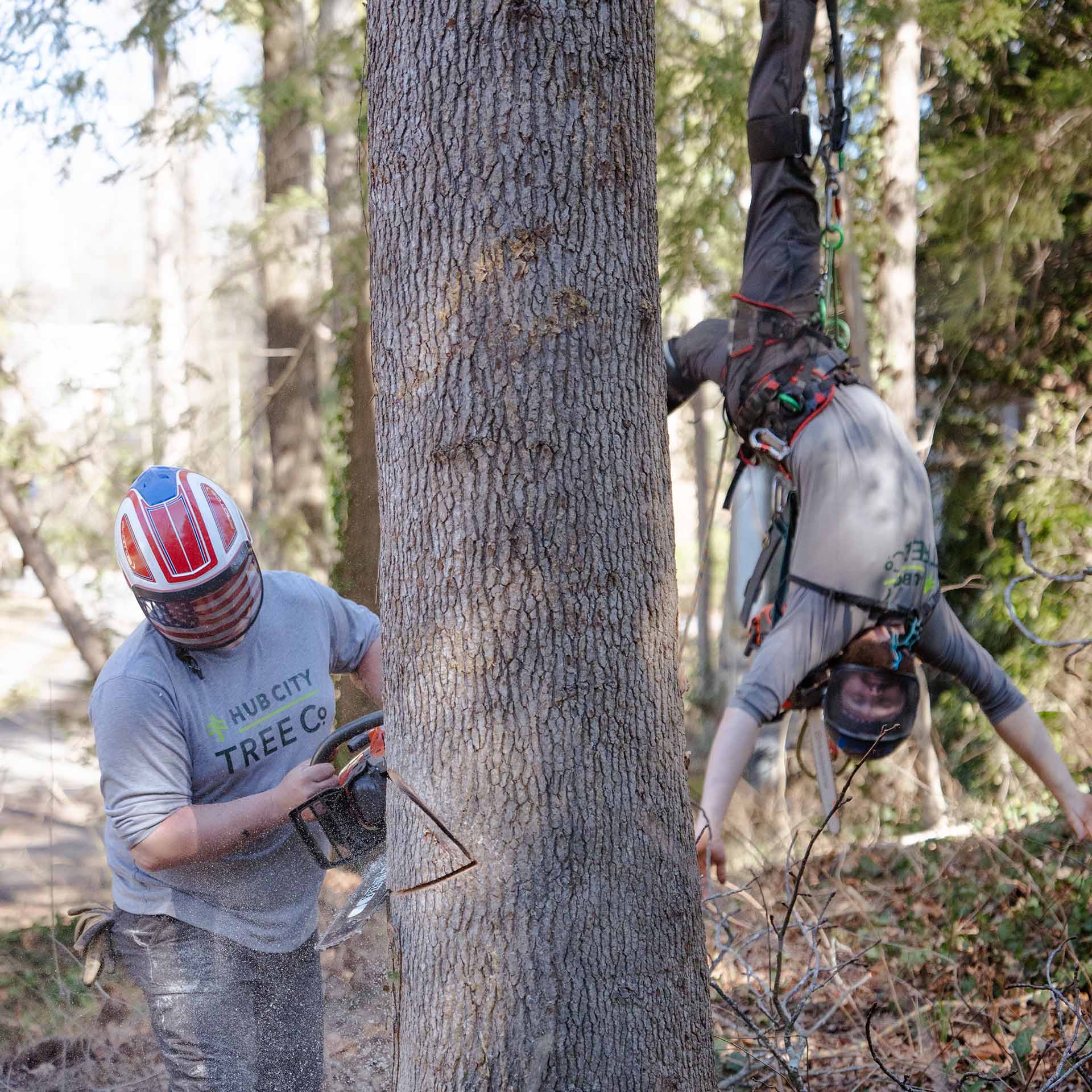 Friendly, professional arborists in Spartanburg, SC