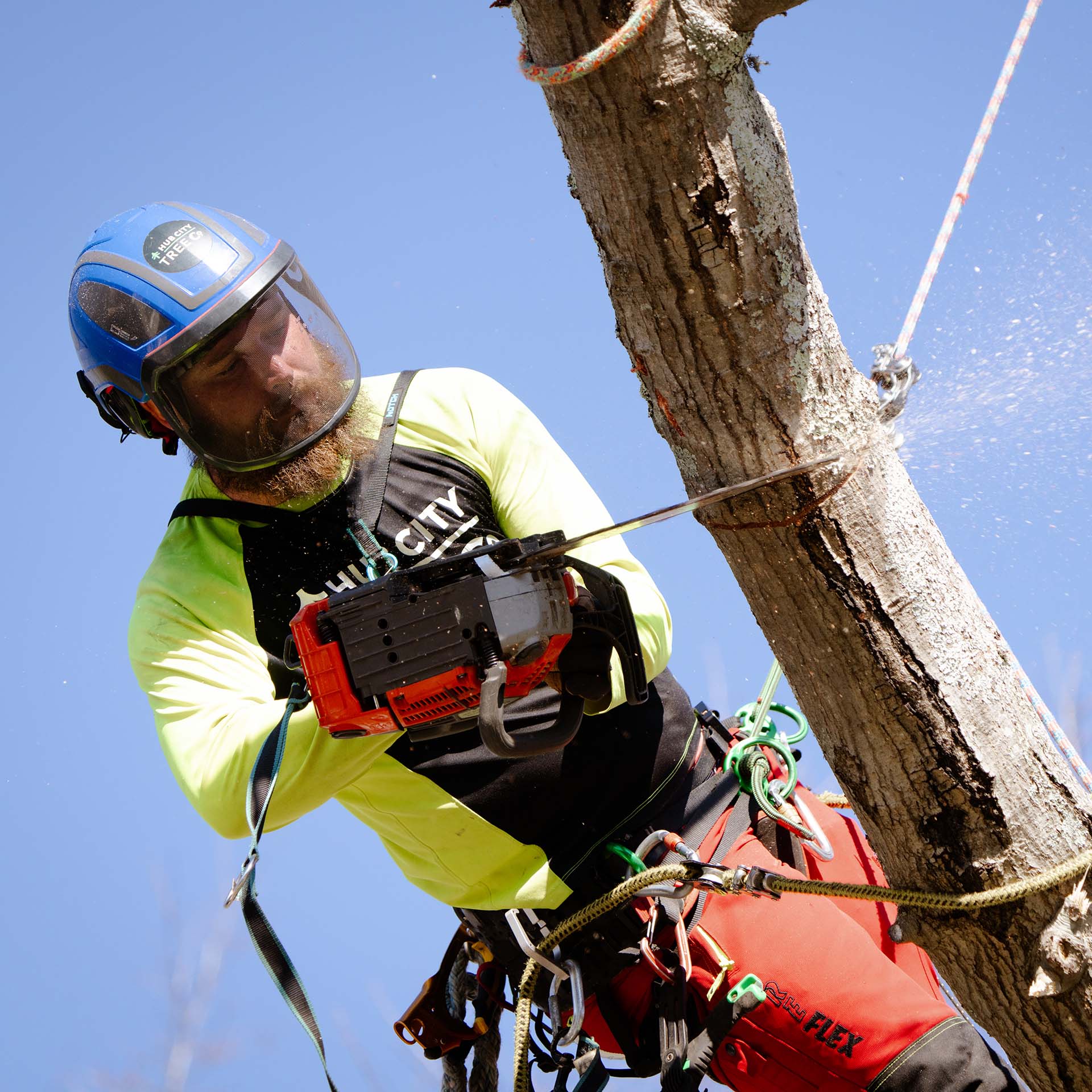 Arborist safely climbing a dead tree for removal