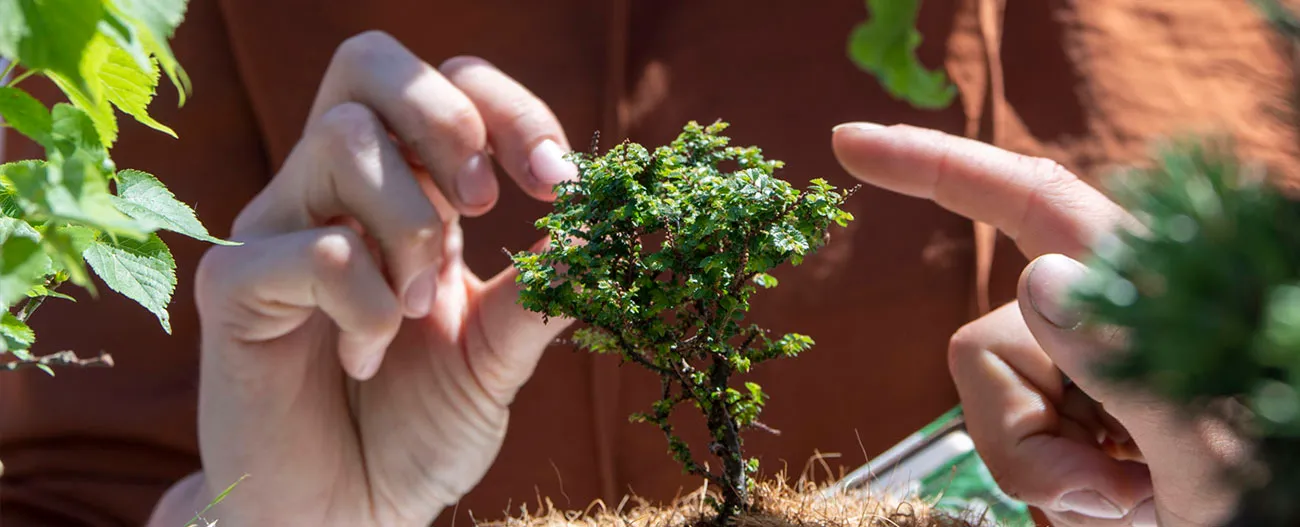 Close-up of hands gently shaping a small bonsai tree with green leaves on a brown background.