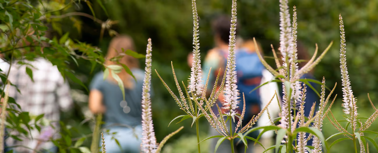 Tall white flowering plants in focus with a group of four people walking blurred in the green woodland background.