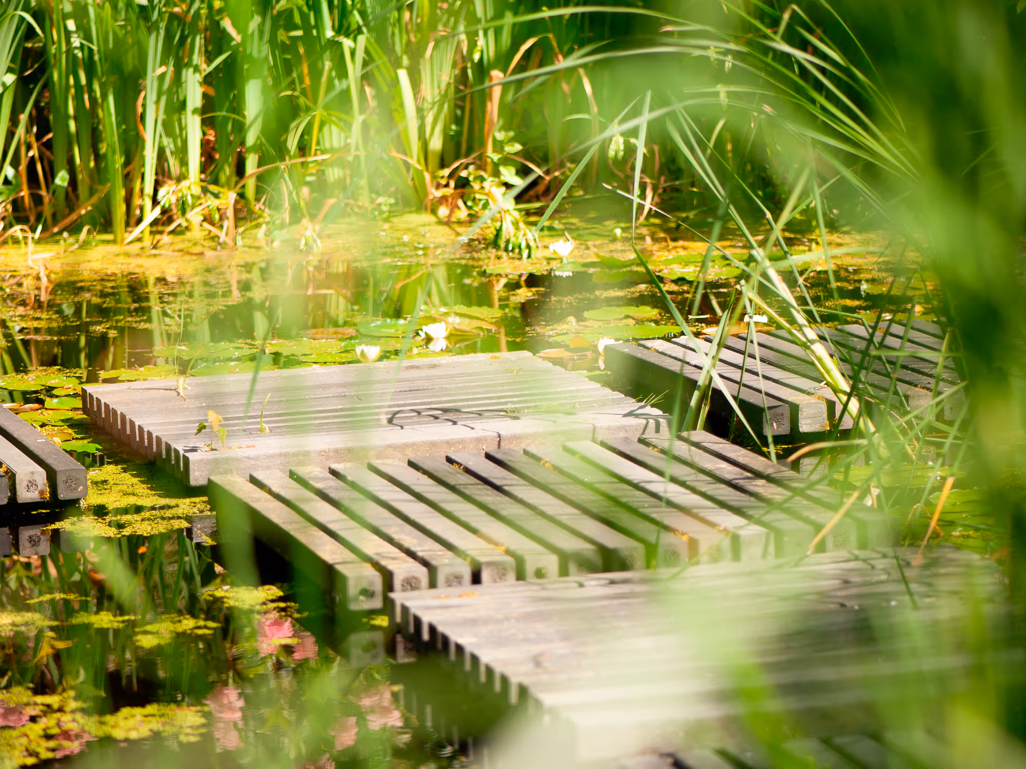 Wooden slat platforms floating on a pond with lily pads and surrounded by tall green reeds.