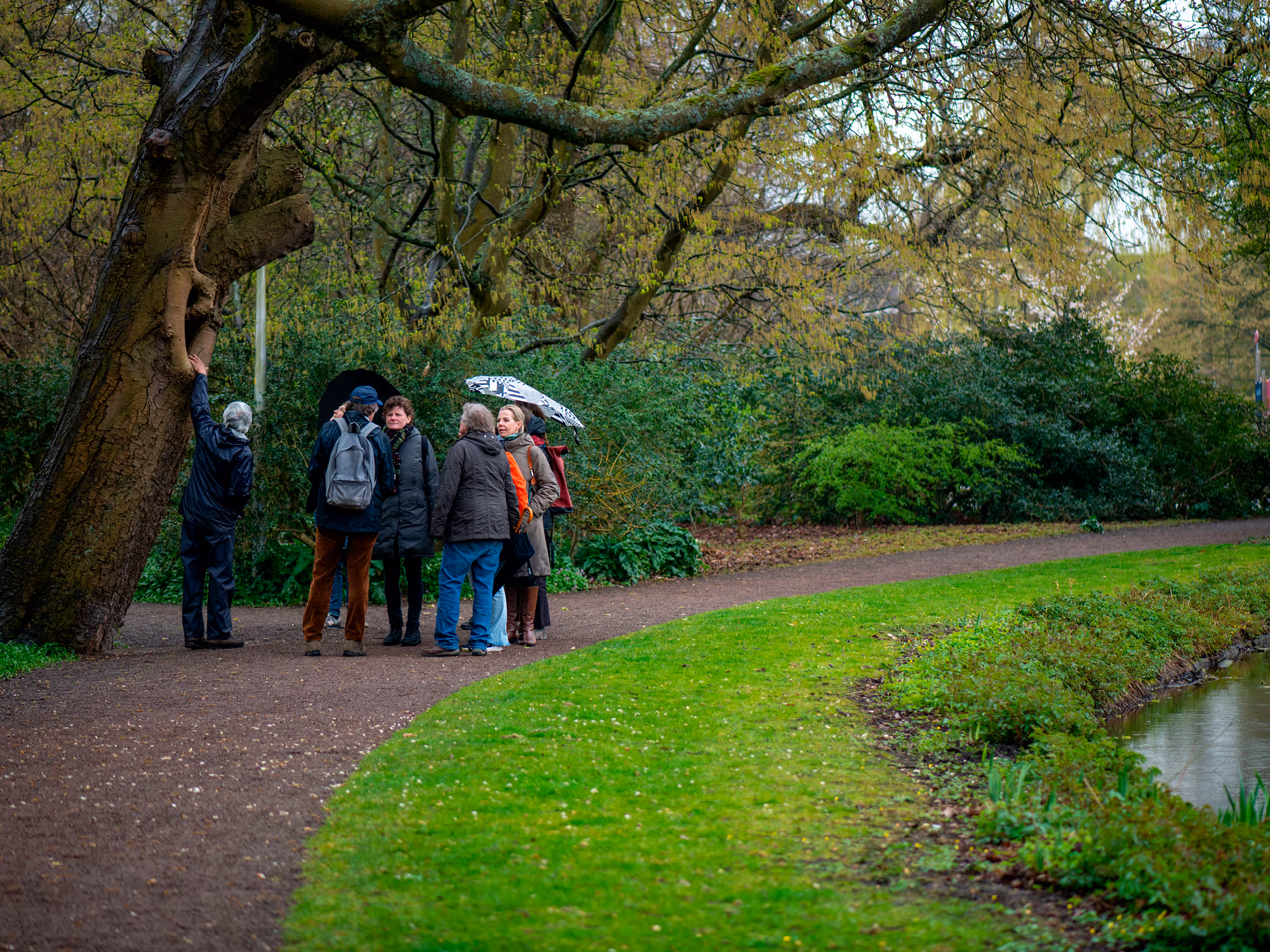 Group of people gathered on a park path near a large tree, with umbrellas and surrounded by green bushes and grass.