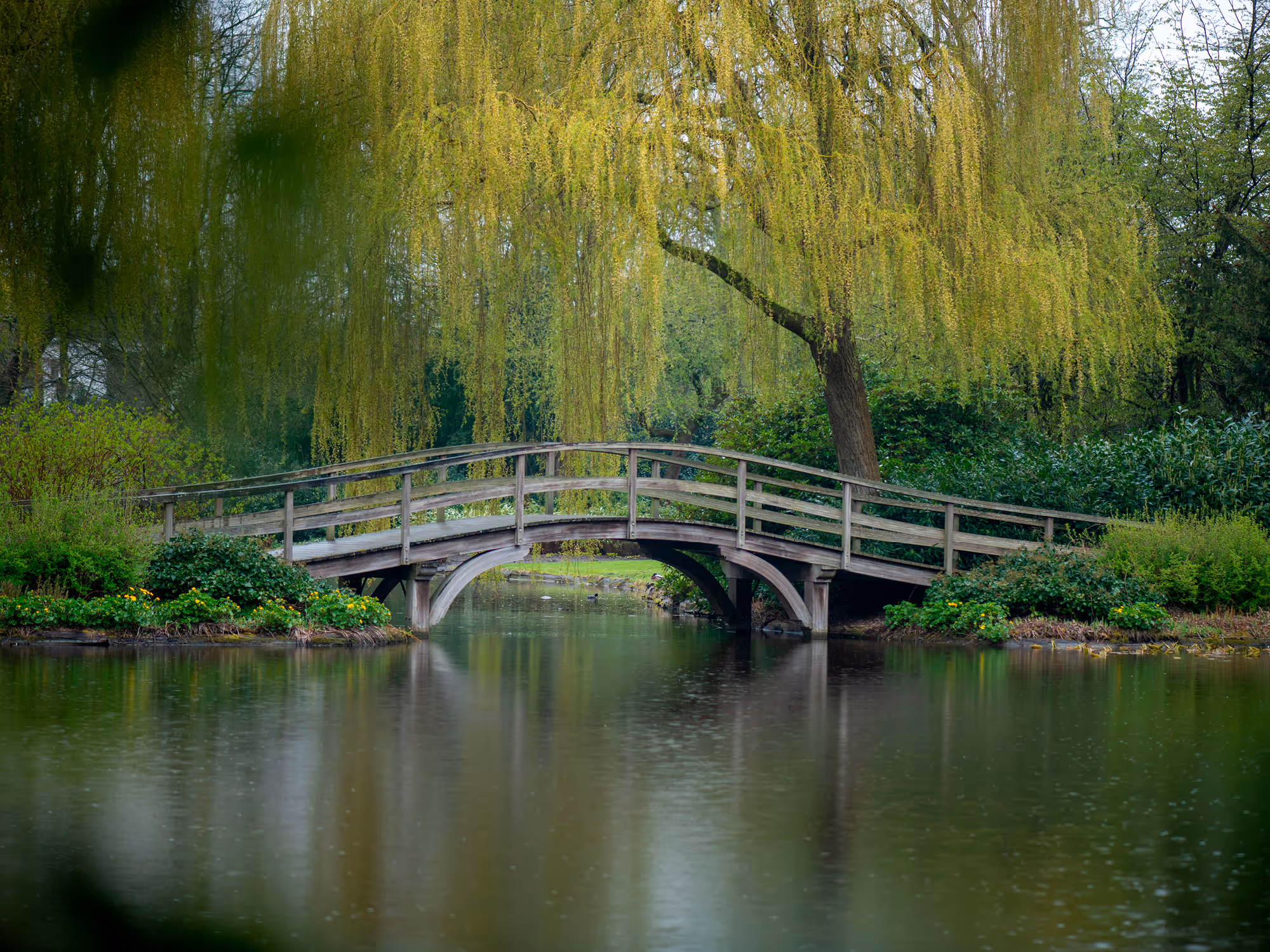 Wooden footbridge over calm pond surrounded by lush green shrubs and a large weeping willow tree.