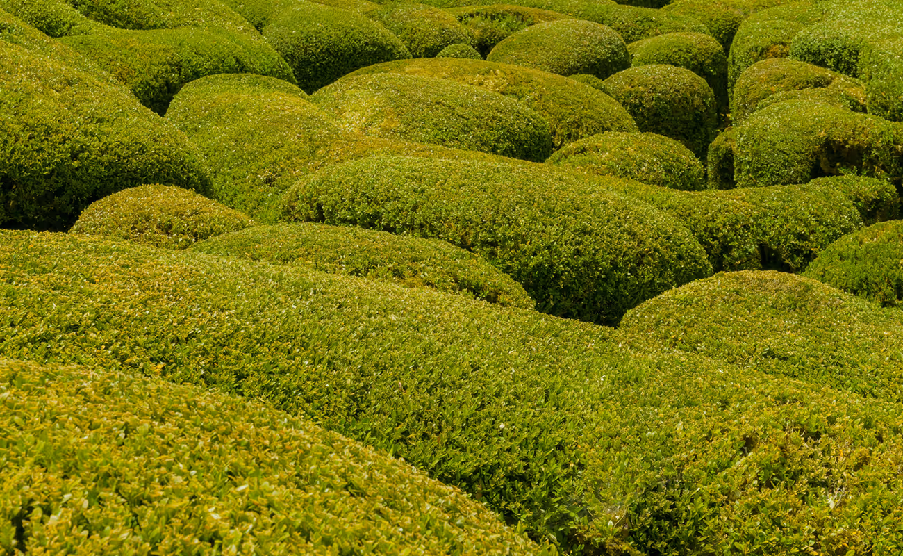 Dense green bushes closely clipped into rounded shapes forming a lush hedge landscape.