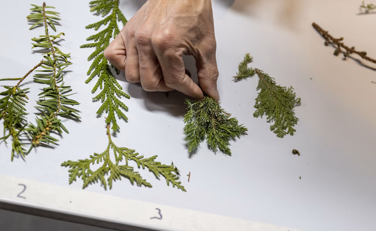 Hand holding a small green pine branch above a white surface with other labeled green plant samples.
