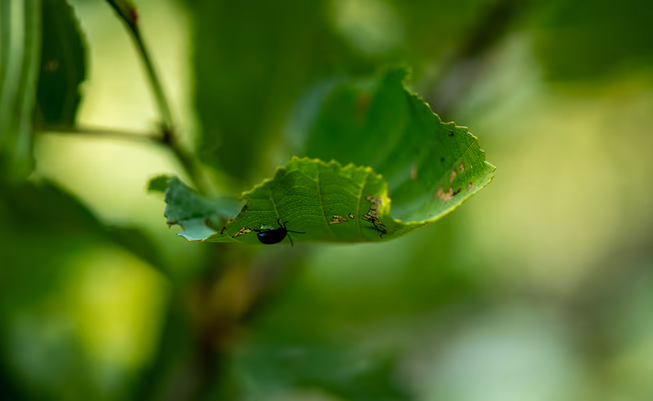 Close-up of a green leaf with a small black beetle crawling on its underside.