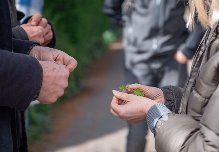 People outdoors holding small green leaves or herbs in their hands.