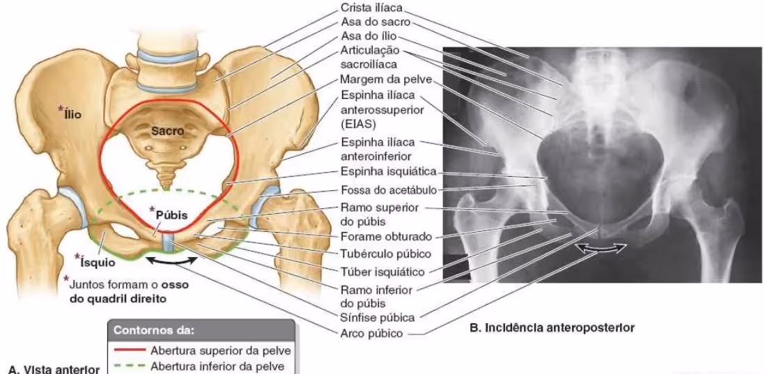 Anatomia dos ossos da pelve e radiografia pélvica. Fonte: Moore Anatomia