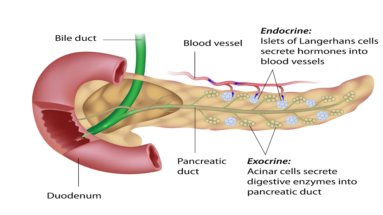 Anatomia do pâncreas associada às vias biliares. Fonte: Reprodução/Shutterstock