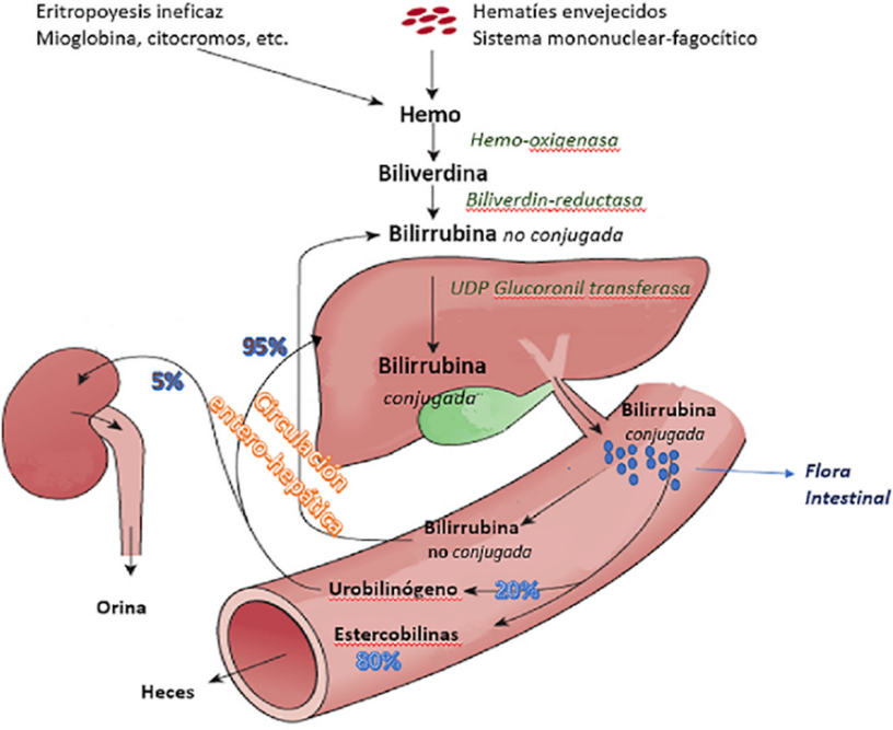 Mecanismo da bilirrubina. Fonte: ResearchGate link: https://www.researchgate.net/figure/Captacion-metabolismo-y-transporte-de-la-bilirrubina-por-el-hepatocitoBil-nc_fig2_351731524