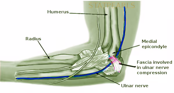 Relações anatômicas da fossa cubital e Nervo Ulnar