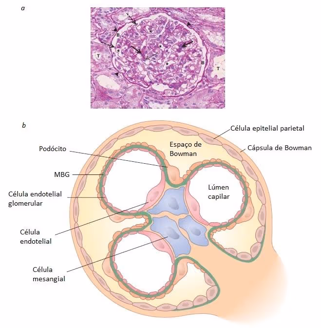 Representação do glomérulo