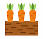 Carrots growing