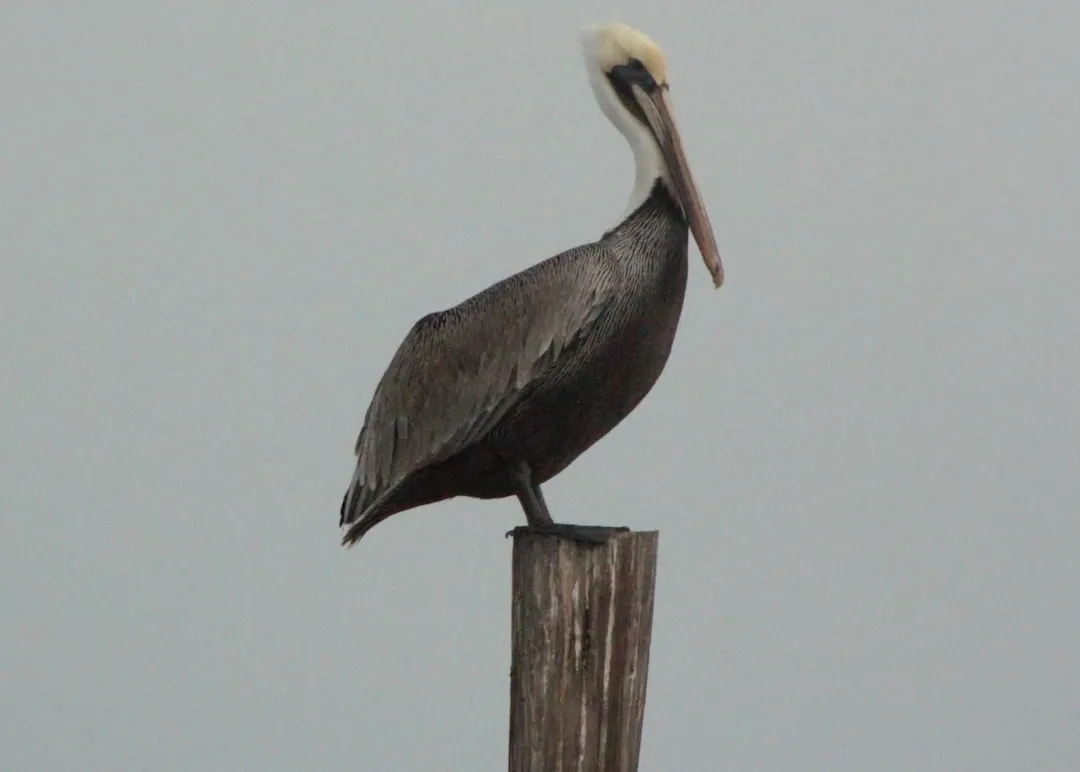 Palacios to Port Lavaca