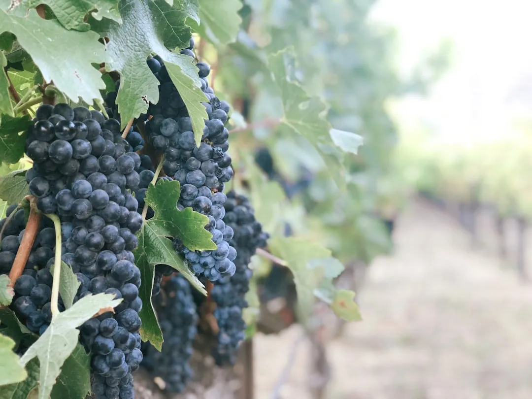 Napa to Suisun City