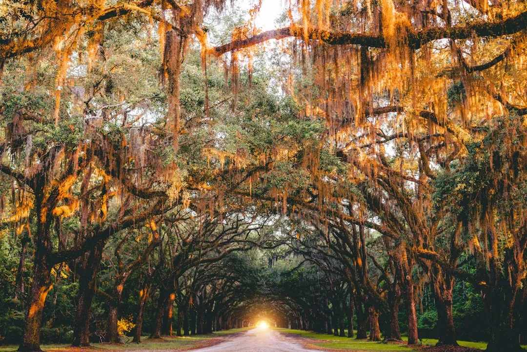 Savannah to Midway