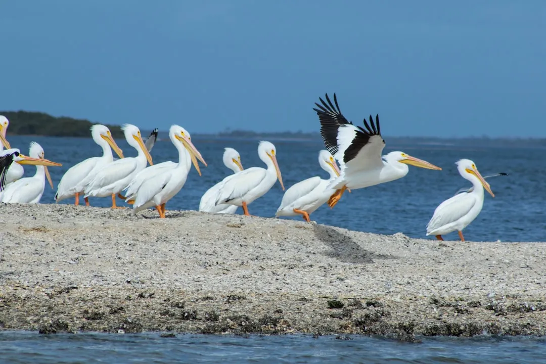 Cedar Key to Steinhatchee