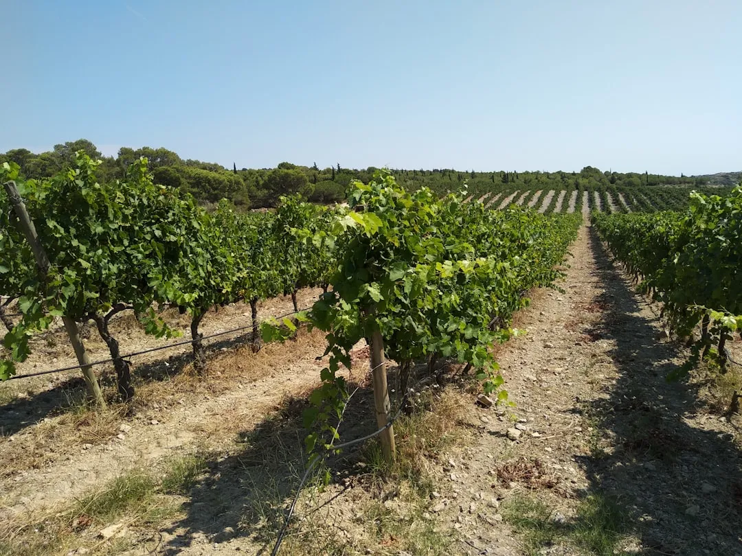 Narbonne to Gruissan