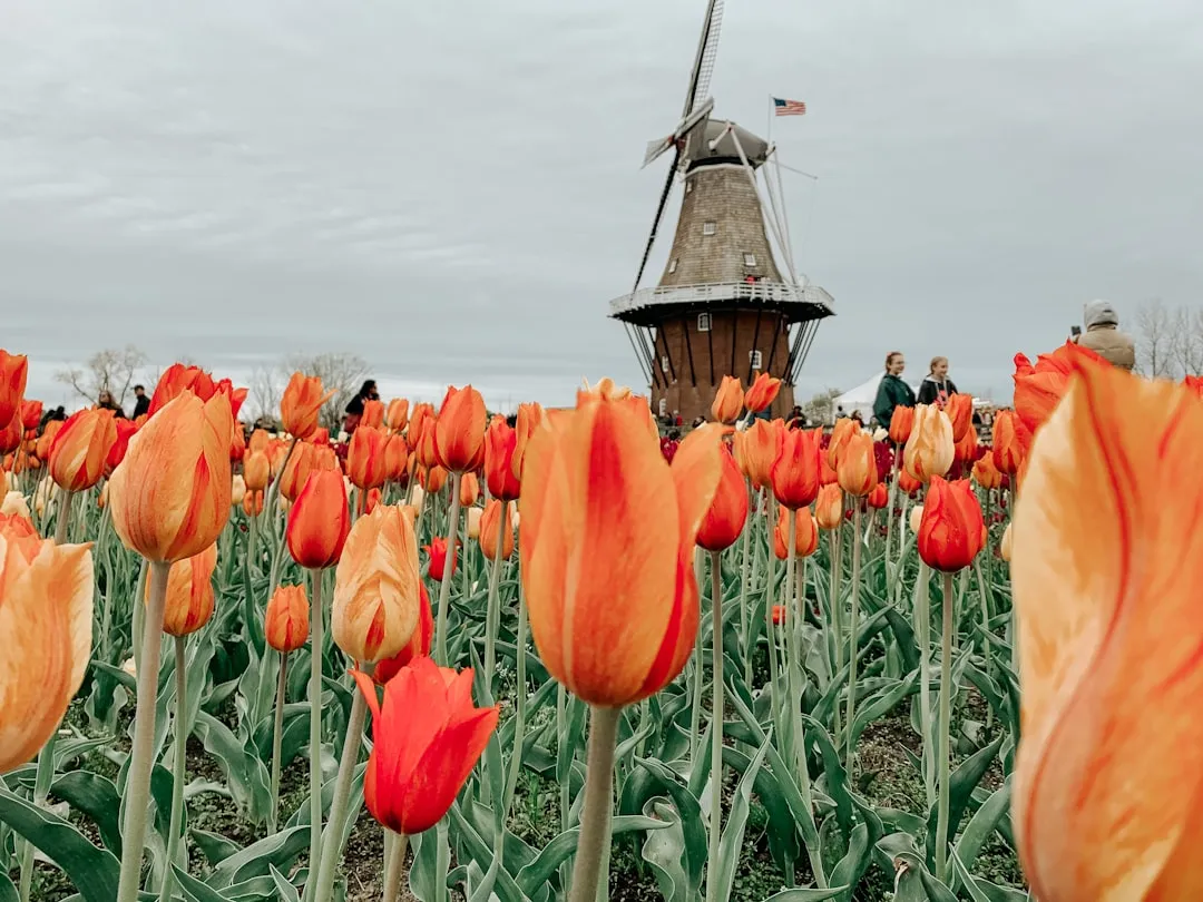 Holland to Saugatuck