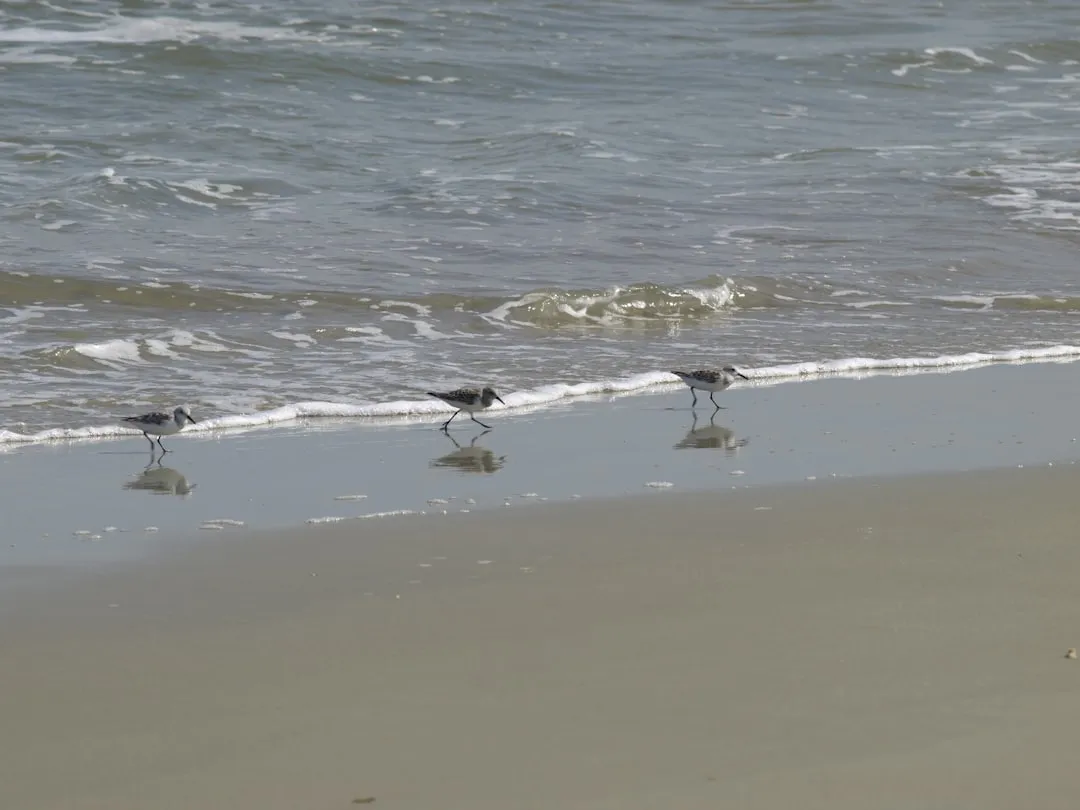 Murrells Inlet to Myrtle Beach