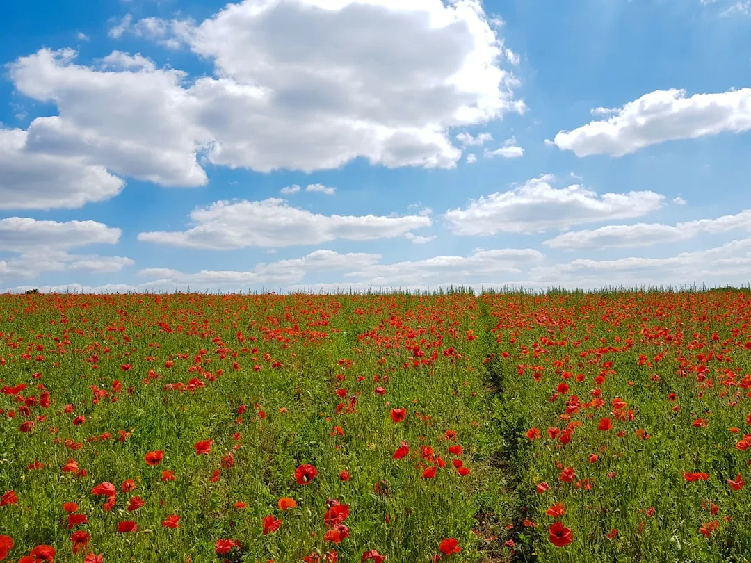 Northamptonshire to Peterborough