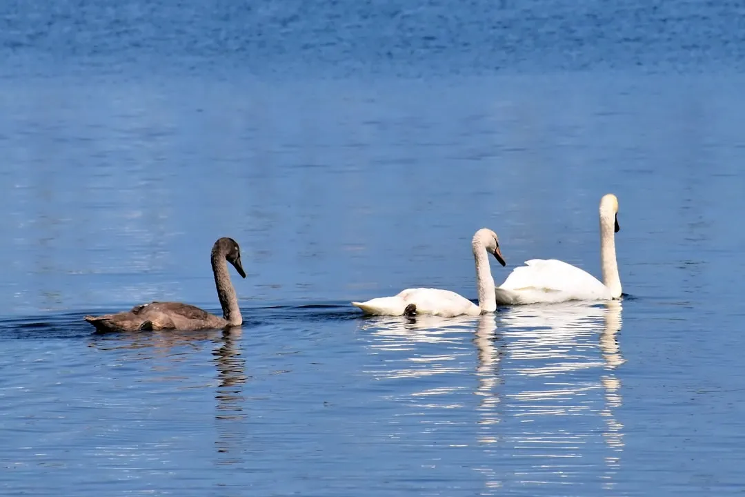Collingwood to Thornbury