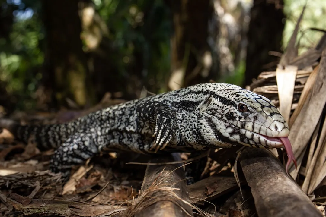 Homestead to Flamingo