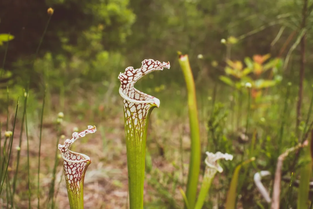 Freeport to Niceville