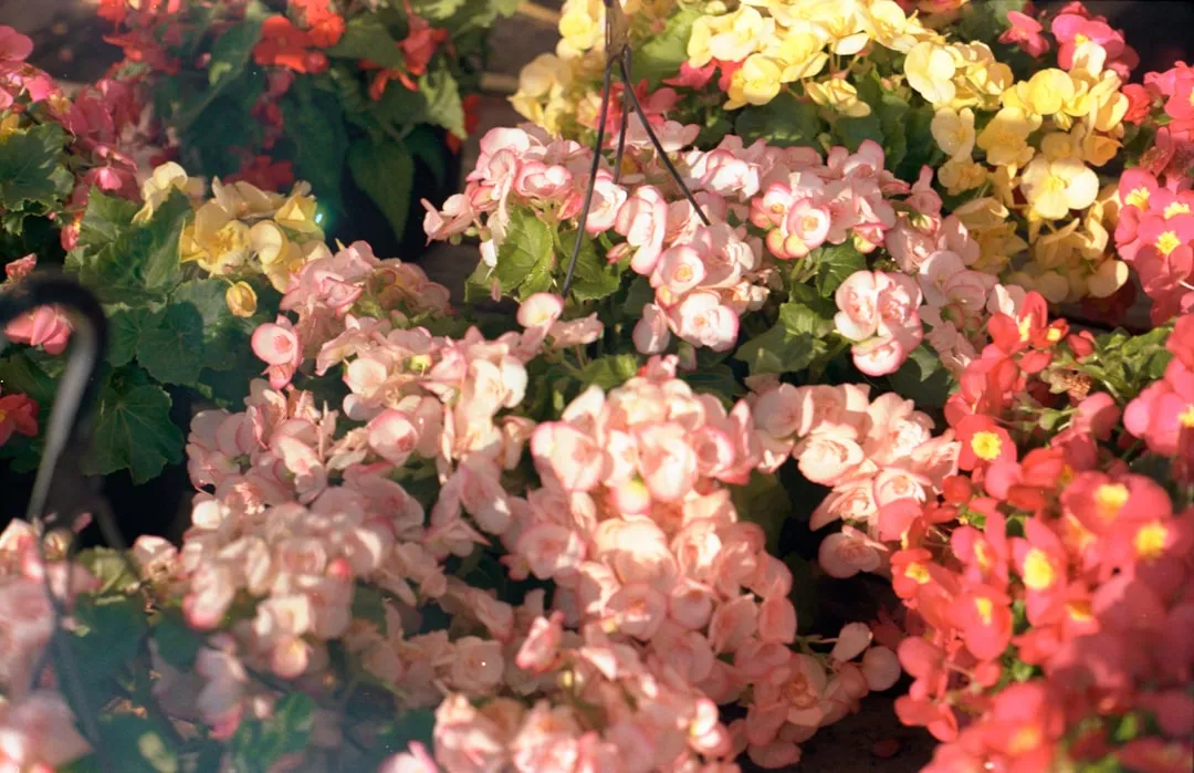 Pointe Claire to Montréal