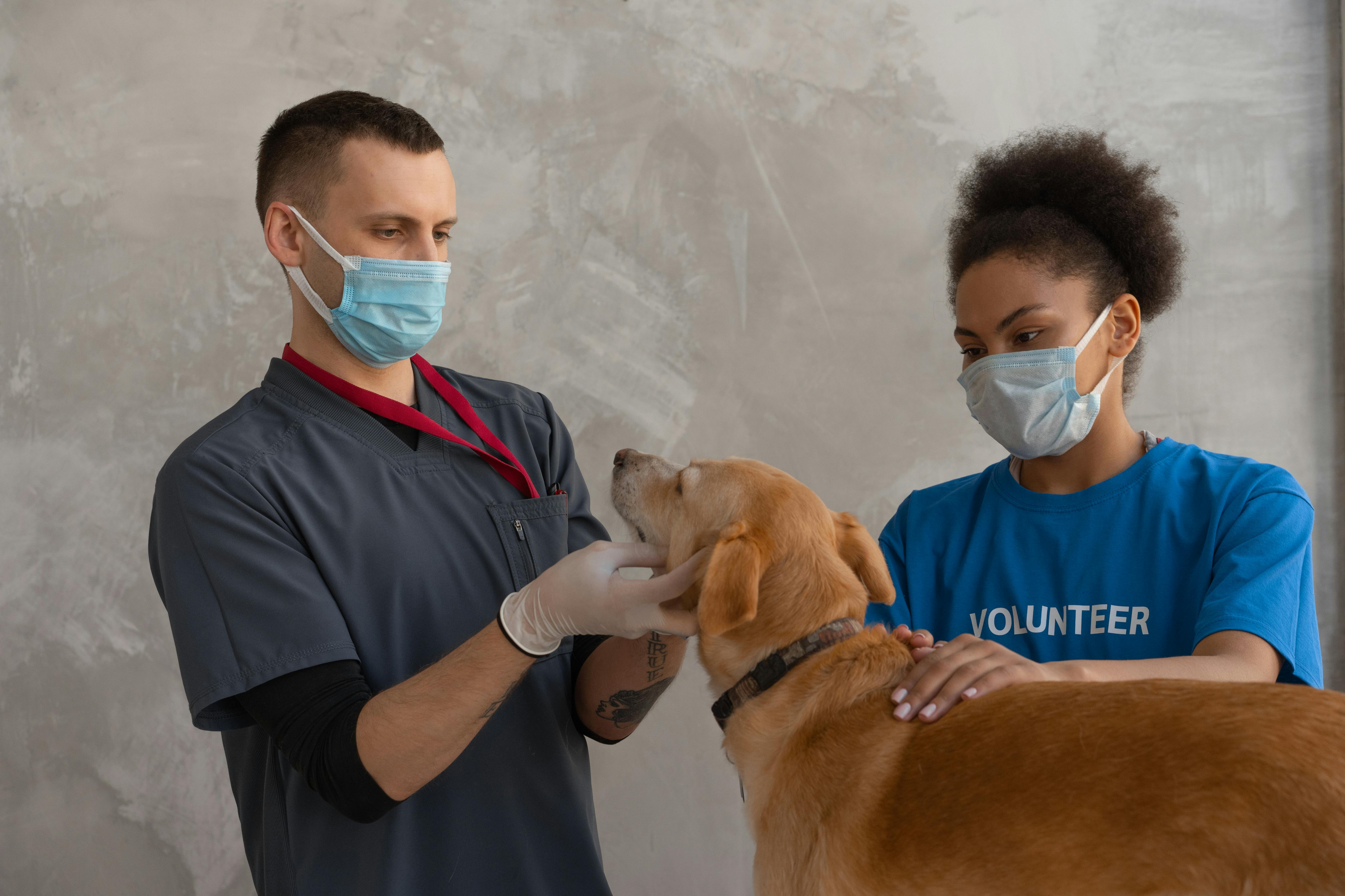 Orlando Pet Owners’ Guide to Preventing Parasites This Rainy Season