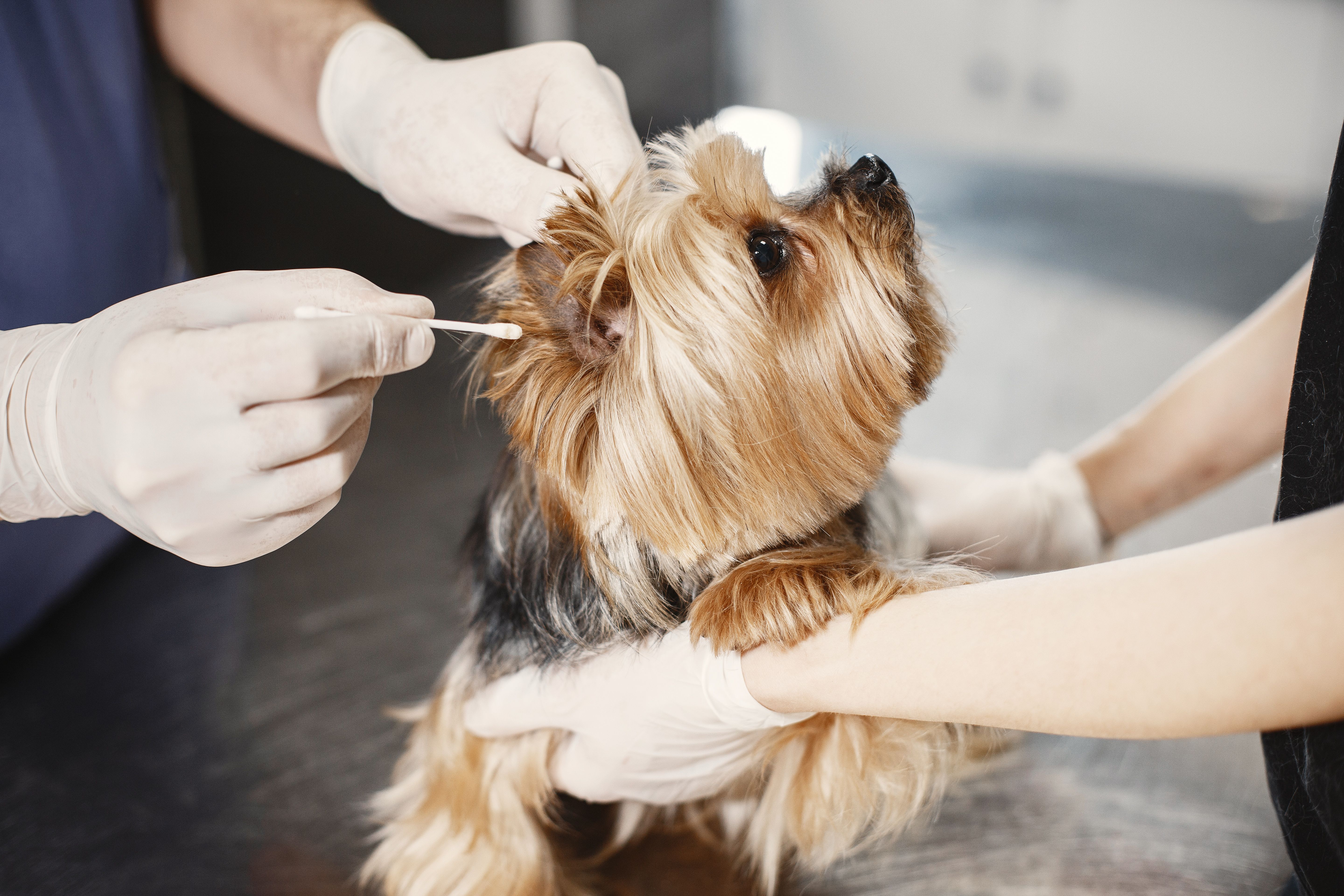 Pet Ear Infection Symptoms and Treatments in Orlando
